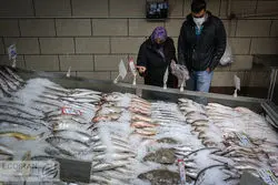 افزایش قیمت ماهی عجیب شد/ این ماهی روزانه ۱۰ هزار تومان گران می‌شود