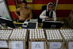 تکرار فاجعه در بازار تخم‌مرغ در راه است؟