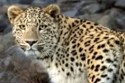 پایش پلنگ ایرانی با 120 دوربین تله‌ای سازمان حفاظت محیط زیست 