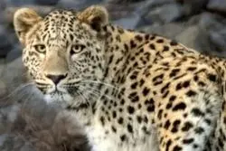 پایش پلنگ ایرانی با 120 دوربین تله‌ای سازمان حفاظت محیط زیست 