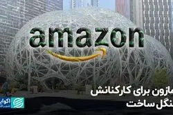 جنگل کروی در آمازون