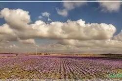 زعفران در چه آب و هوایی رشد می‌کند؟
