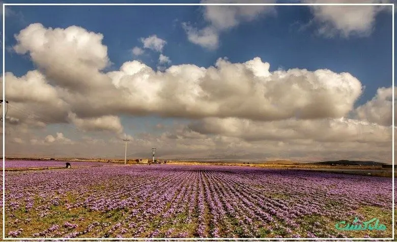 زعفران در چه آب و هوایی رشد می‌کند؟