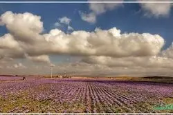 زعفران در چه آب و هوایی رشد می‌کند؟