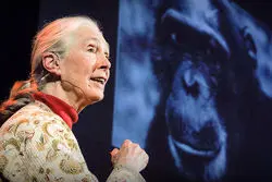 از جنگل‌های تانزانیا تا سازمان ملل؛ وداع با جین گودال، حفاظت‌گر محیط زیست 