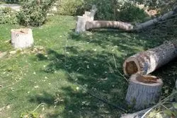 سند درخت کشی در باشگاه انقلاب 
