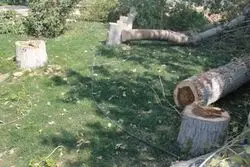 سند درخت کشی در باشگاه انقلاب 
