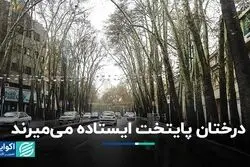 درختان پایتخت ایستاده می‌میرند