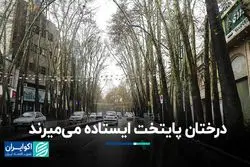 درختان پایتخت ایستاده می‌میرند