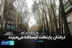 درختان پایتخت ایستاده می‌میرند