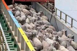 جزئیات آزادسازی صادرات دام + بخشنامه