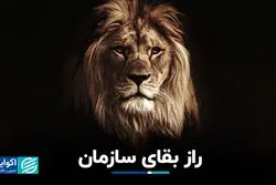 راز بقای سازمان
