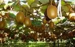 صادرات 21هزار تنی کیوی از مازندران