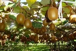 صادرات 21هزار تنی کیوی از مازندران
