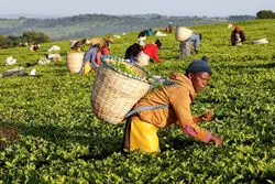 مقایسه درآمد روزانه ثروتمندترین و فقیرترین افراد در جهان/ میزان درآمد 10 درصد ثروتمندان آمریکایی چقدر است؟