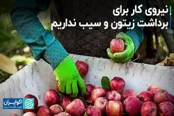 کشت پنبه رو به انقراض است