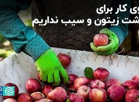 کشت پنبه رو به انقراض است