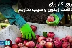 کشت پنبه رو به انقراض است