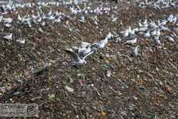 تهران در محاصره زباله‌گردی و پسماند