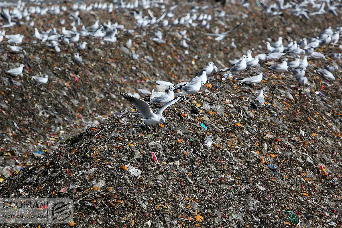 تهران در محاصره زباله‌گردی و پسماند