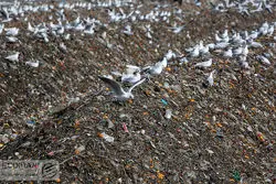 راهکارهای شهرداری برای حل چالش پسماند؛ از زباله‌سوز چینی تا شهرک بازیافت