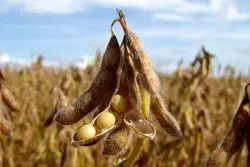 احتمال کاهش برداشت، غلات را گران کرد