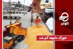 خوراک دام ها گم شد