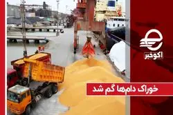 خوراک دام ها گم شد