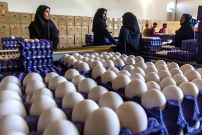 قیمت خرید حمایتی تخم مرغ اعلام شد