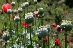  پاسخ سازمان غذا و دارو به نگرانی‌ها درباره کشت خشخاش در کشور