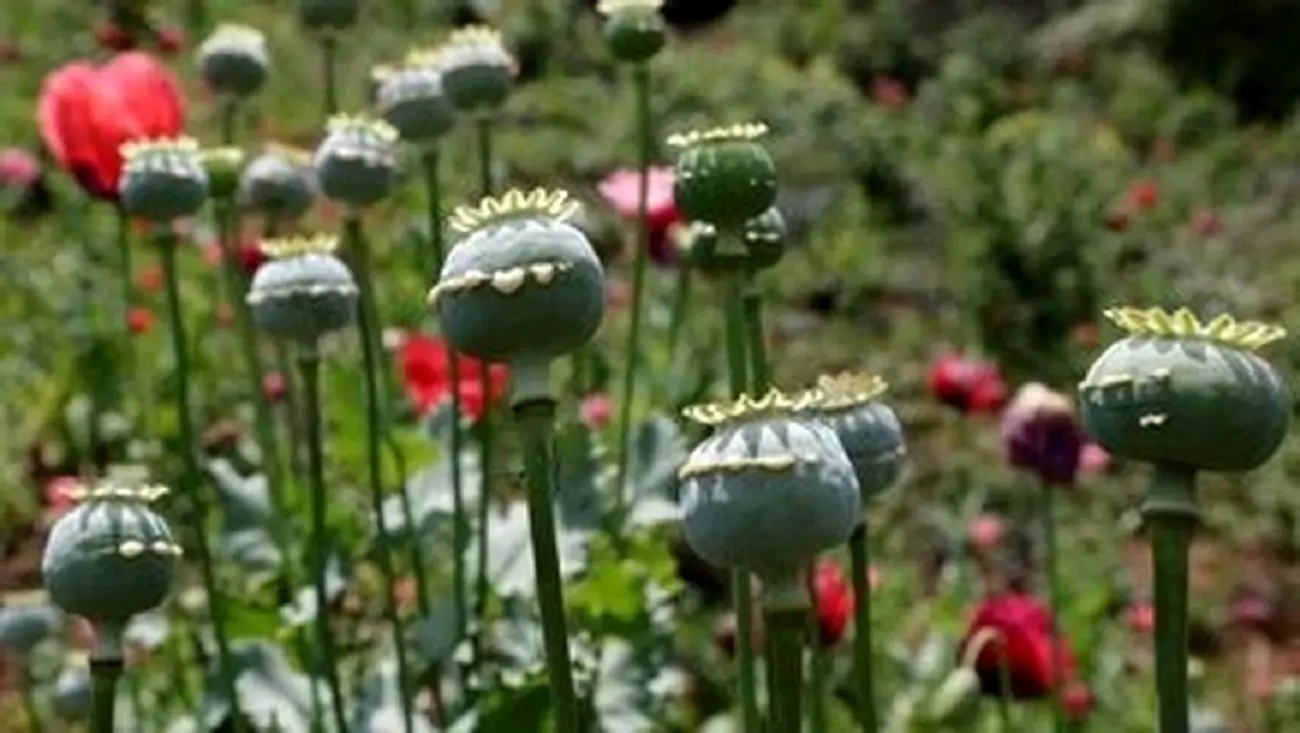  پاسخ سازمان غذا و دارو به نگرانی‌ها درباره کشت خشخاش در کشور