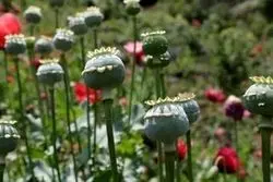  پاسخ سازمان غذا و دارو به نگرانی‌ها درباره کشت خشخاش در کشور