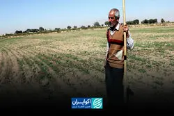 کشاورزی در تله سرمایه و روش‌های سنتی