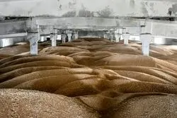 بورس غلات بریکس در راه است؛ پیشنهاد پوتین وارد مرحله عملیاتی شد