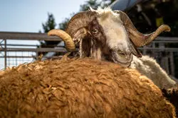 قیمت دام زنده اعلام شد/ کاهش قیمت گوشت در راه است؟