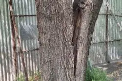 جای درختان پارک لاله کاخ می نشیند یا پارکینگ و ساختمان اداری ؟