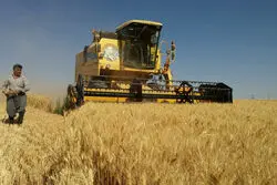 درخواست گندمکاران از دولت؛ خرید تضمینی حداقل 15 هزار تومان شود