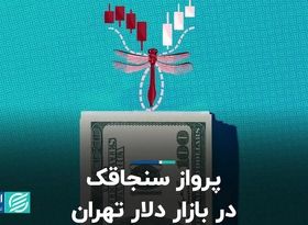 پرواز سنجاقک در بازار دلار تهران