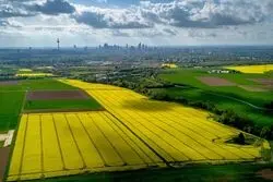 فروکش کردن ریسک جنگ ایران در بازارهای کشاورزی؛ قیمت کود و غلات به مسیر نزولی بازگشت