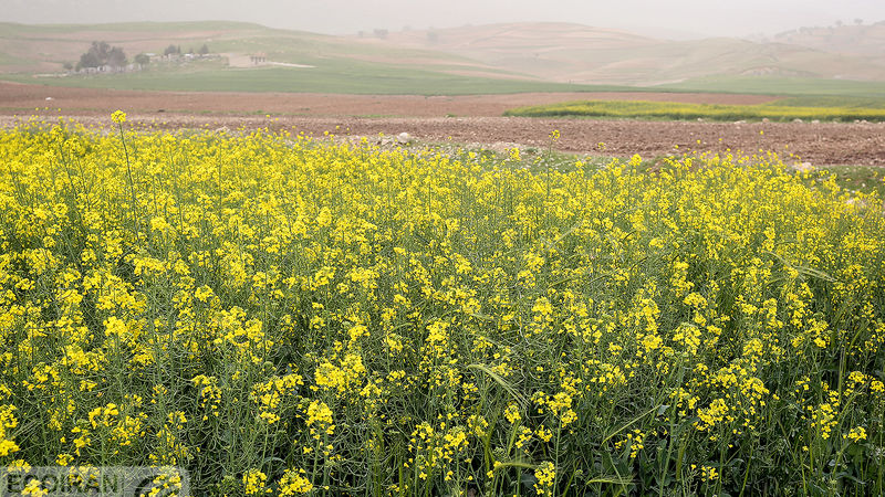 اعلام قیمت خرید تضمینی 6 کالای اساسی؛ 26 کالا همچنان بلاتکلیف