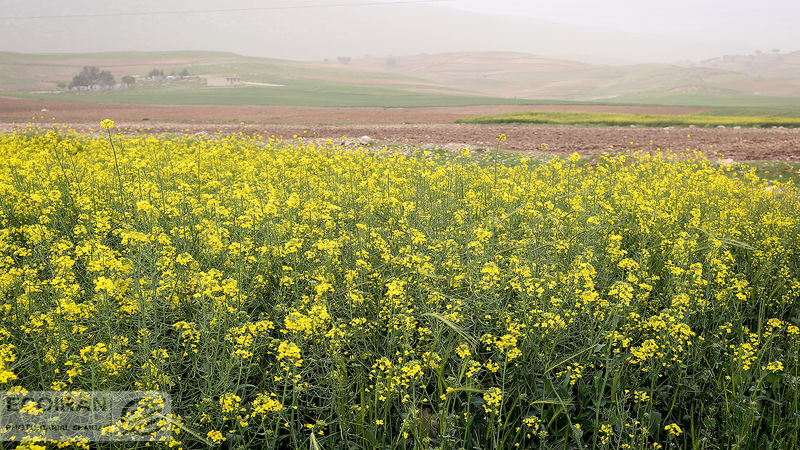 اعلام قیمت خرید تضمینی 6 کالای اساسی؛ 26 کالا همچنان بلاتکلیف