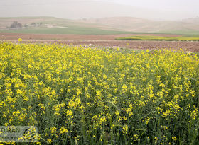 اعلام قیمت خرید تضمینی 6 کالای اساسی؛ 26 کالا همچنان بلاتکلیف