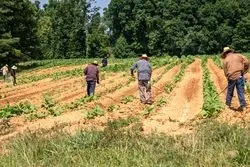 کشاورزی، قربانی تغییرات اقلیمی یا ناجی آن؟