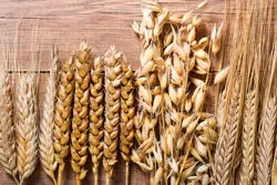 غلات ارزان‌تر در سبد غذایی آمریکایی‌ها