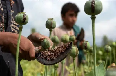 کشت خشخاش قانونی شد؟