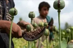 کشت خشخاش قانونی شد؟
