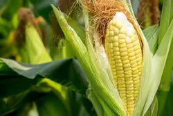 راند کاهش نرخ محصولات کشاورزی ادامه‌دار شد