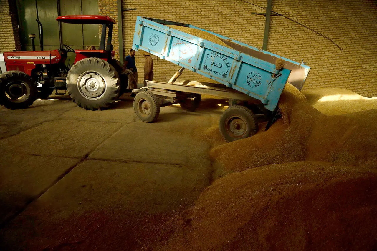 خرید گندم خارجی از دستور کار دولت خارج شد