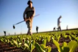 پیشنهاد اعتبار ۴۰ هزار میلیاردی برای طرح ‌اصلاح الگوی کشت‌ در بودجه  