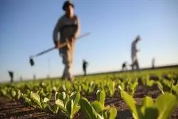 پیشنهاد اعتبار ۴۰ هزار میلیاردی برای طرح ‌اصلاح الگوی کشت‌ در بودجه  